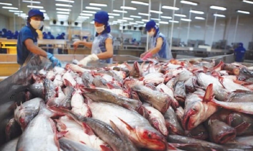 Increasing demand, pangasius exports to EU return to the race