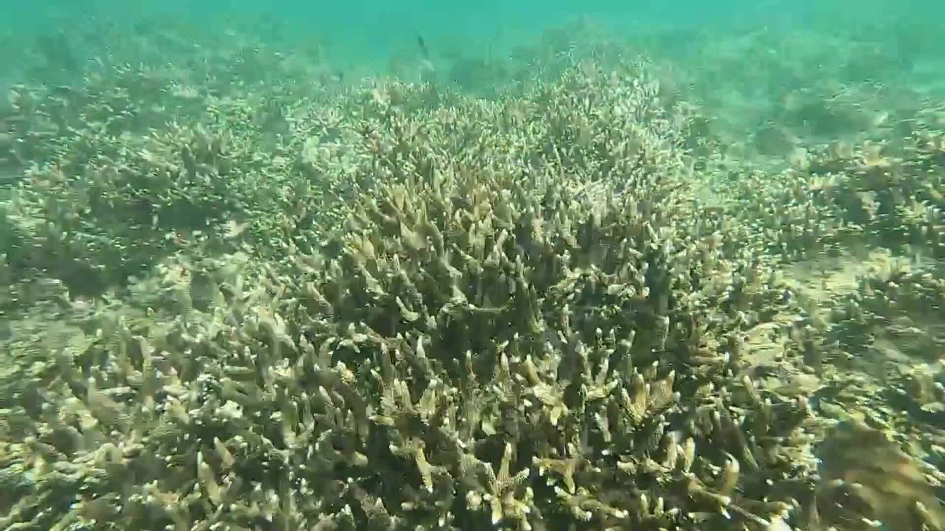 Los arrecifes de coral en algunas zonas de la bahía de Nha Trang se están recuperando gradualmente.