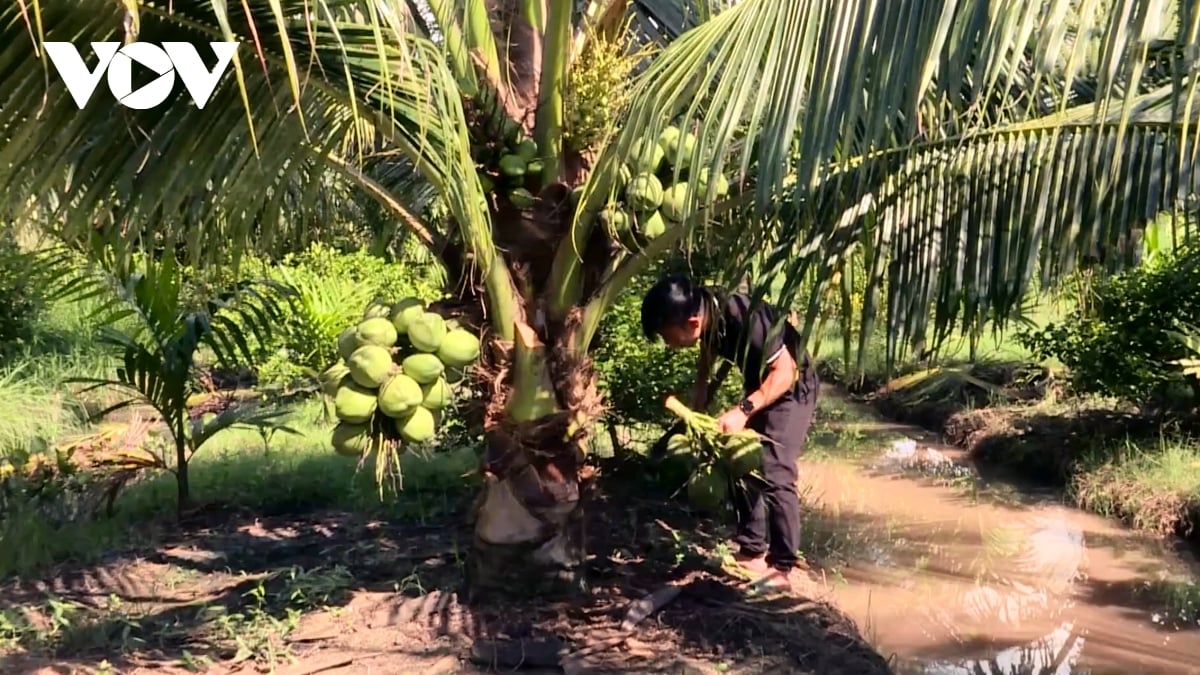 tra vinh nang cao chuoi gia tri cay dua theo huong huu co hinh anh 1