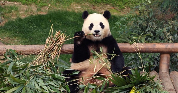 Tausende Südkoreaner verabschieden sich von Panda Fu Bao bei seiner Rückkehr nach China