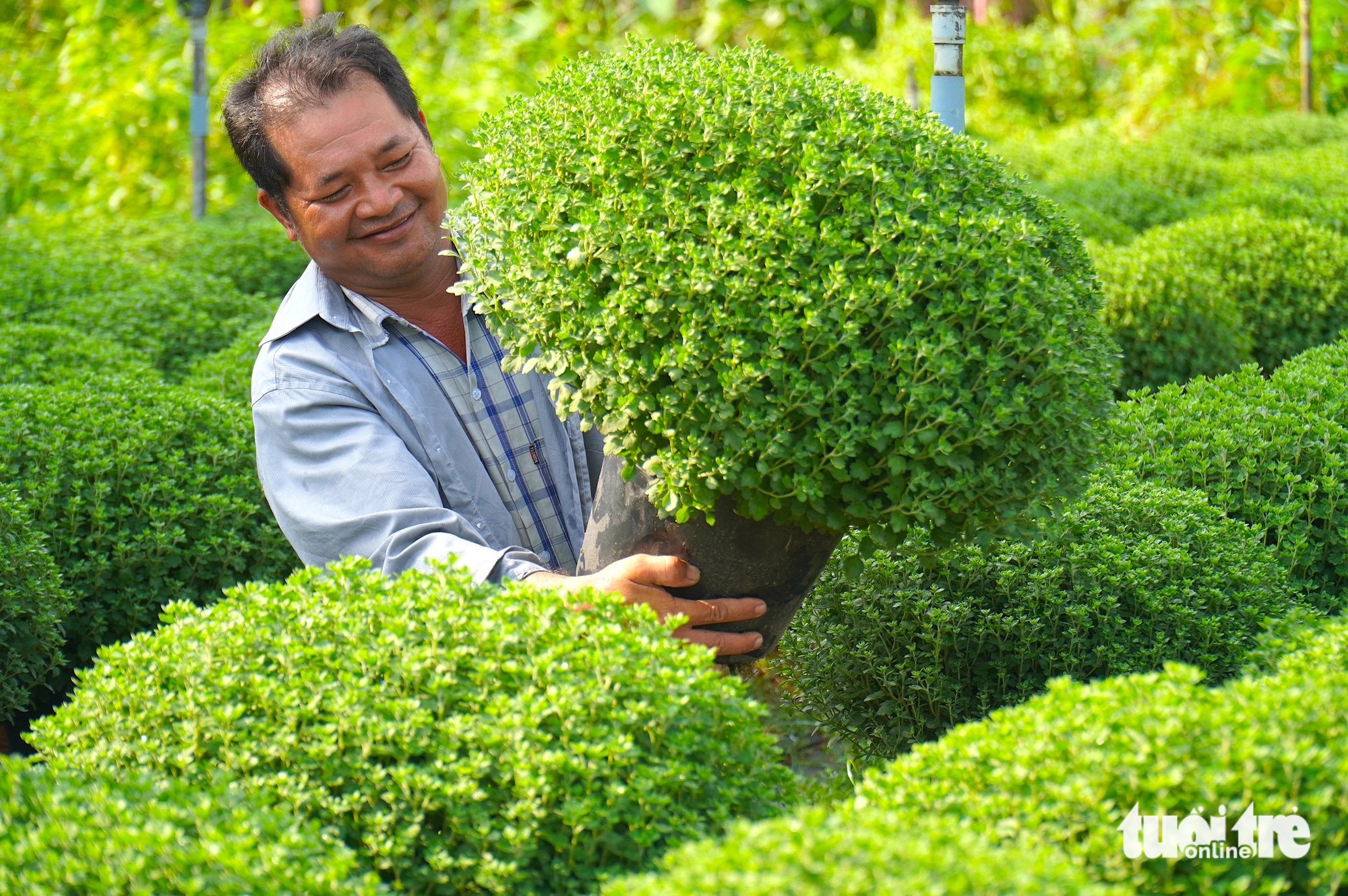 Thương lái săn lùng cúc mâm xôi nhưng đặt cọc ít, vì sao? - Ảnh 1.