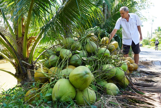 Mr. Phan Van Dinh with the coconuts he just harvested, just enough to cover fertilizer and pesticides. Photo: Hoang Nam