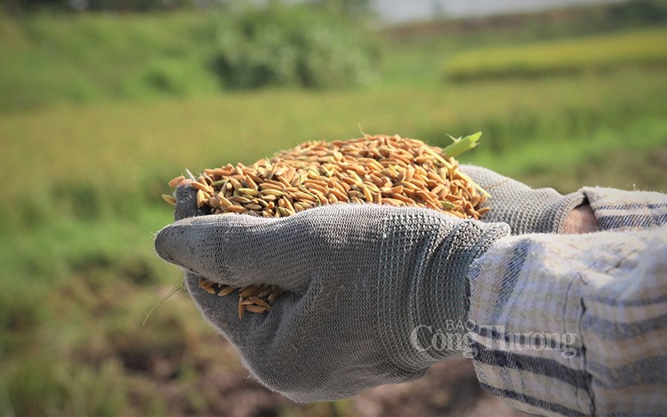 ¿Se prolongará la reversión de los precios de exportación del arroz?