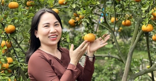 Profitez des magnifiques jardins de mandarines roses de Lai Vung pendant la saison du Têt