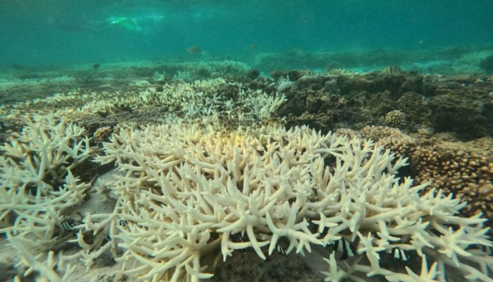 The Fourth Global Coral Bleaching Event: What Are the Impacts?