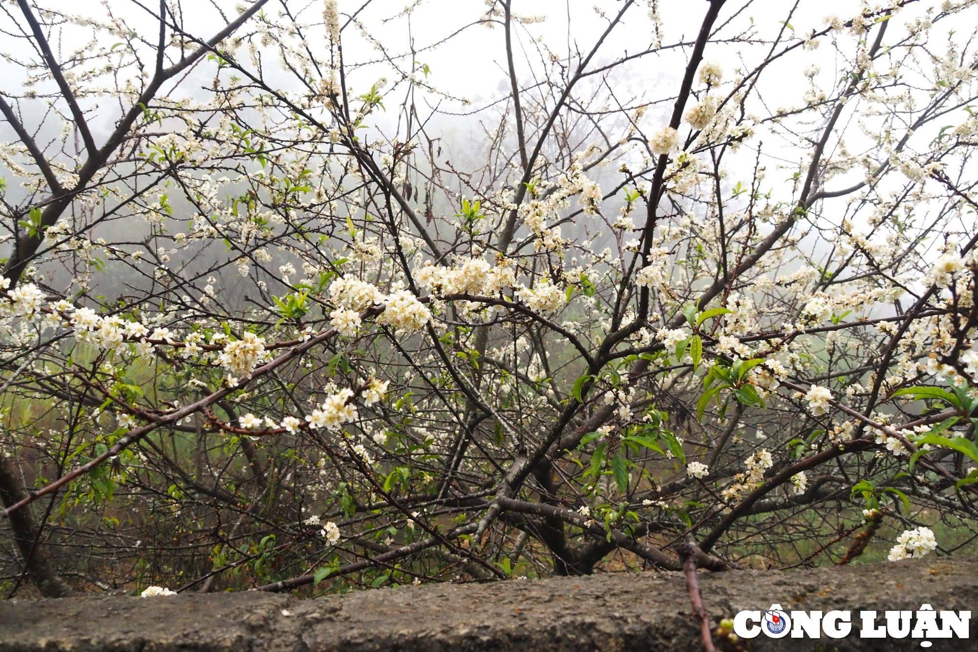 Las flores del valle de allá añaden un color primaveral a la imagen de la mesa 4