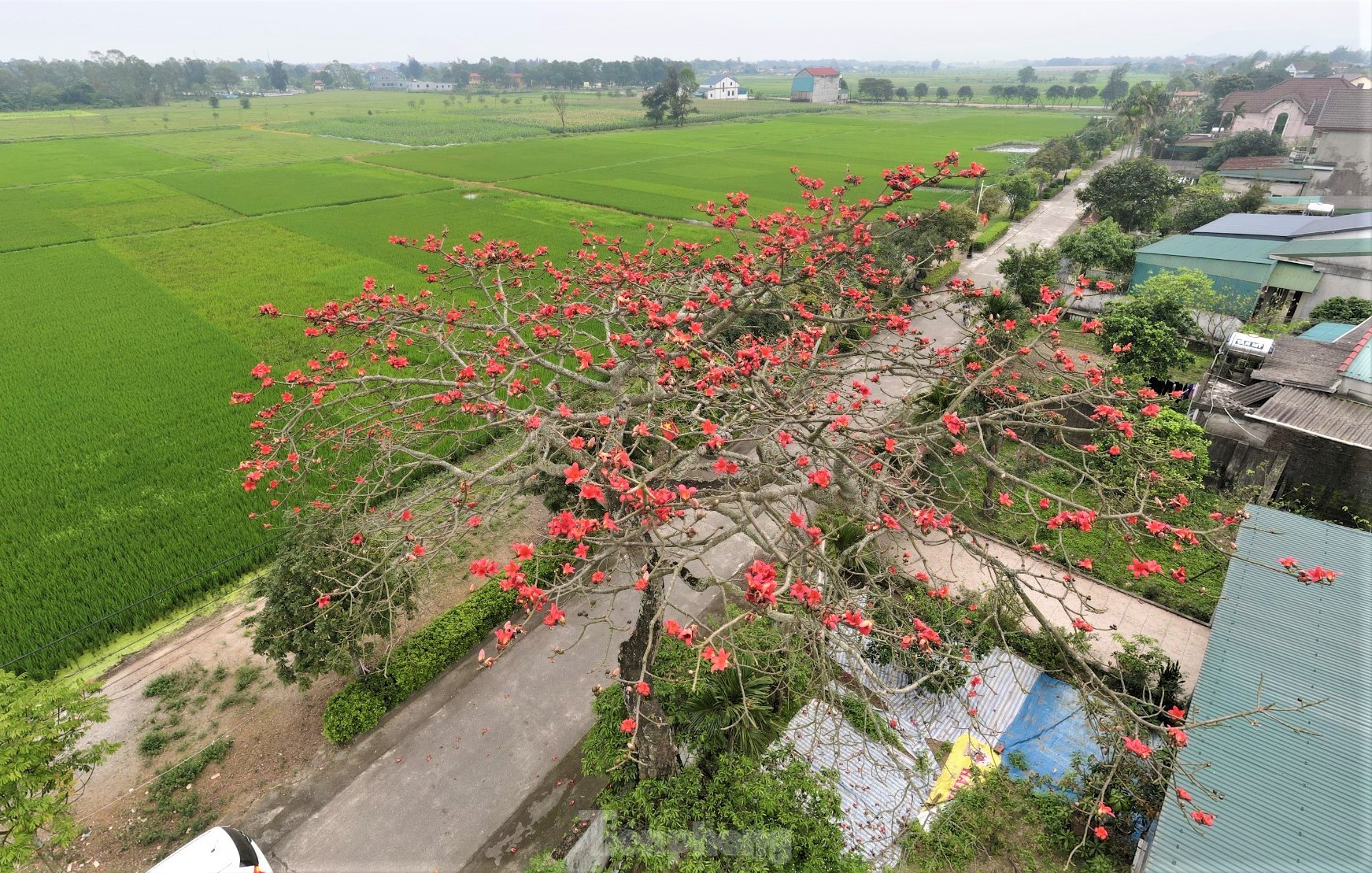 Fascinated by the ancient cotton trees blooming in the hometown of the great poet Nguyen Du photo 1