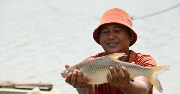 บริเวณที่แม่น้ำ Vam Co Dong ไหลจากกัมพูชาไปยังเวียดนามที่เมือง Tay Ninh ผู้คนสามารถจับปลาแสนอร่อยได้เช่นนี้