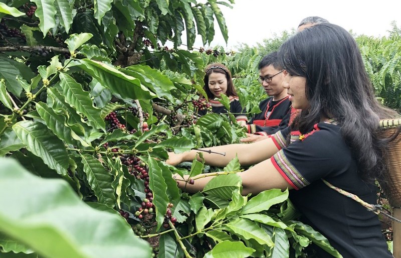 Preocupación por calor en Brasil dispara precios de exportación de café a máximo en seis meses