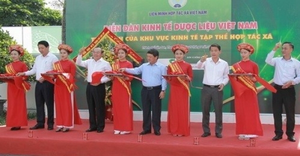 Khai phá tiềm năng của kinh tế dược liệu Việt Nam