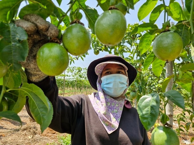 Vườn chanh dây của gia đình anh Toại được nhiều hộ dân đến tham quan, học hỏi. Ảnh: Tuấn Anh.