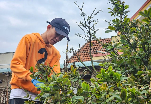 Nhà vườn trồng mai tết 'chạy' theo xu thế người chơi mai- Ảnh 4.