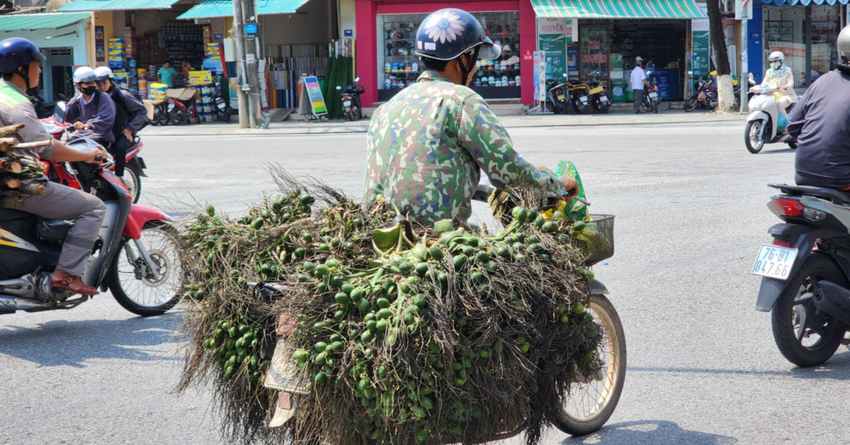 Từ chỗ bán cau mua vàng, nhiều người trồng cau bắt đầu lo sẽ 'vàng mặt'