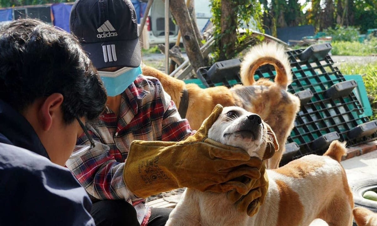 Les centres de sauvetage de chiens et de chats sont chassés.