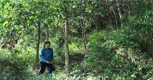 Developing forest economy to eliminate hunger and reduce poverty in Binh Gia