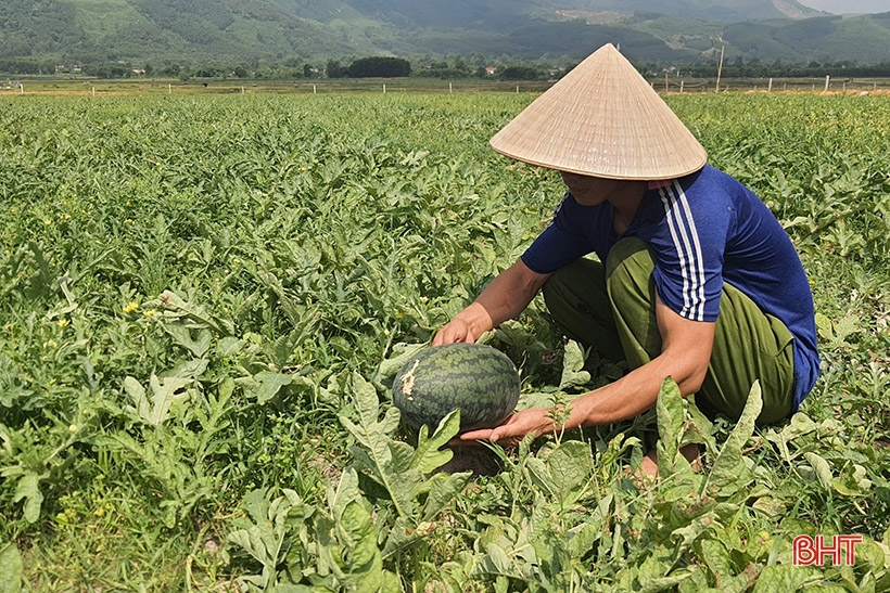 Cultiver des pastèques dans la nature pour générer des revenus élevés
