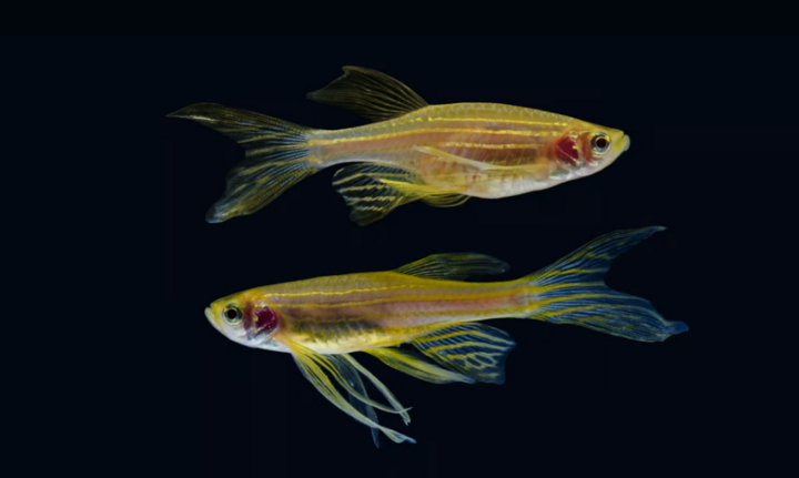 Zebrafish have many unique features and share more than 70% of their genes with humans. (Photo: Shutterstock)