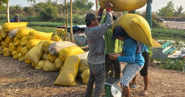 Giá lúa neo cao, cứ bán 1ha nông dân Long An thu lãi 30 triệu đồng