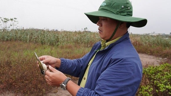 Numerosas actividades prácticas para proteger a las aves migratorias en Kim Son, Ninh Binh