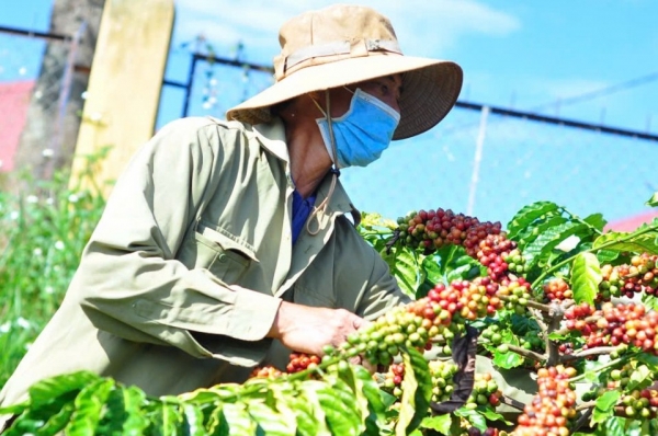 Giá cà phê trong nước tăng “khiêm tốn”