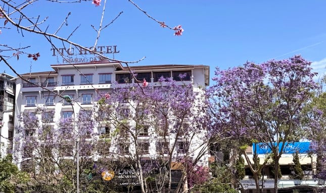 La cautivadora belleza de las flores de fénix púrpura en la ciudad de las flores de Da Lat foto 7