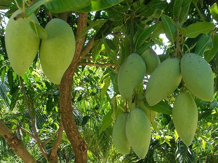 Die Preise für Durian sind in den Keller gegangen; Taiwanesische Mangopreise steigen