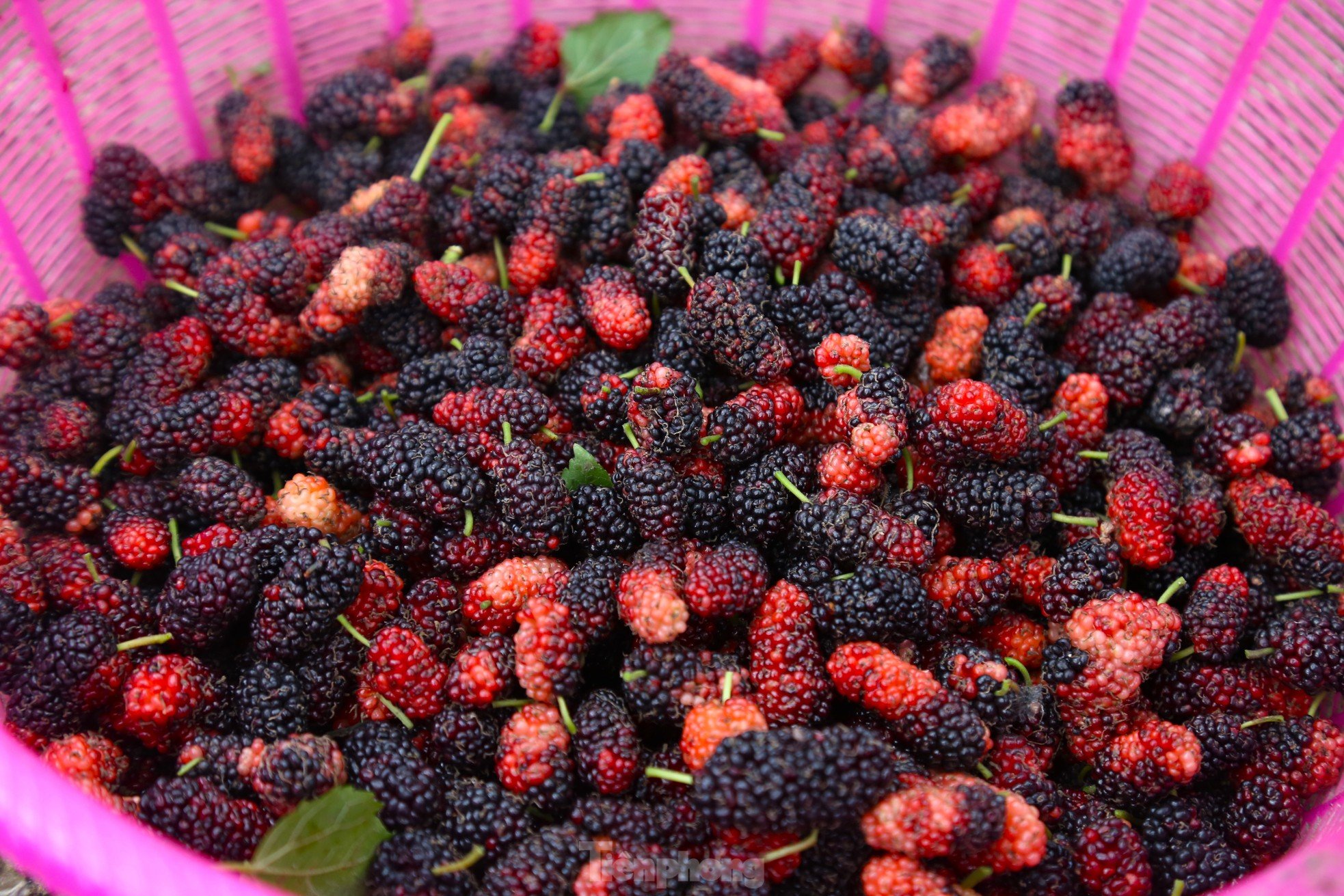 Moras rojas maduras, la gente en las comunas suburbanas está ocupada cosechándolas foto 9