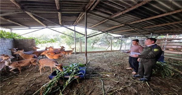 Tuyen Quang renforce la gestion de l'élevage d'animaux sauvages