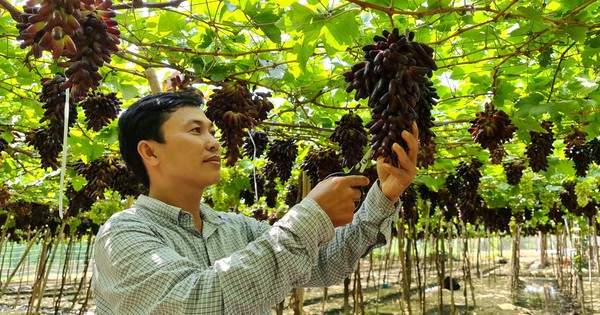 Erfreuen Sie sich am ersten kernlosen Weingarten in Ninh Thuan