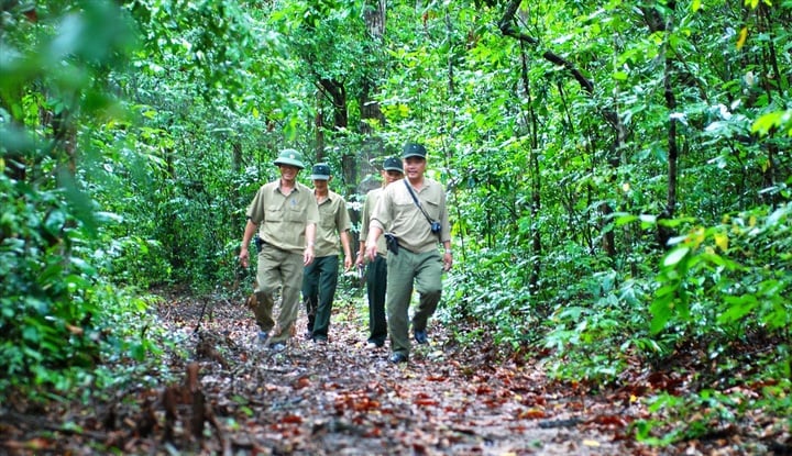 Actividades de patrullaje de protección forestal de los guardabosques en la Reserva Natural Binh Chau - Phuoc Buu. (Foto: Nguyen Luan)