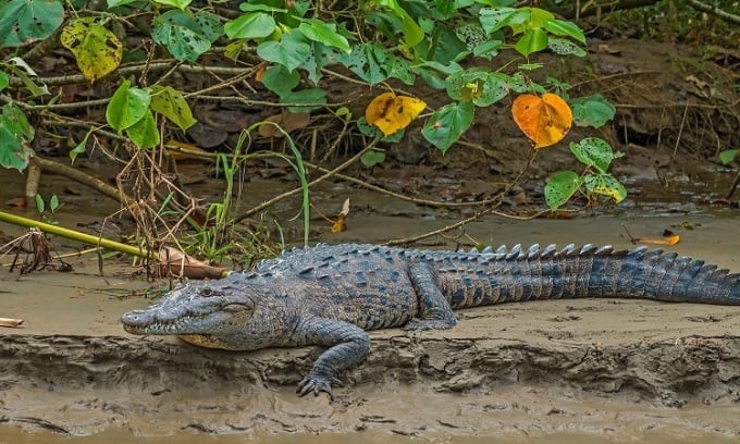 レプティランディア公園に生息するアメリカワニは一度も交尾したことがない。写真: Alamy