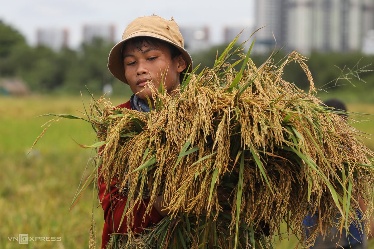 Aufgrund des El Niño erhöhen viele Länder ihre Käufe von vietnamesischem Reis um ein Dutzend Mal.