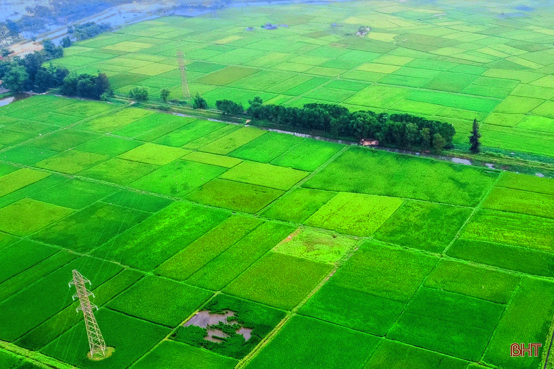 Ngút ngàn những đồng lúa “thẳng cánh cò bay” ở Hà Tĩnh