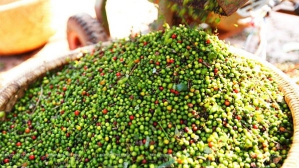 ¿Se desplomarán los precios del pimiento doméstico?