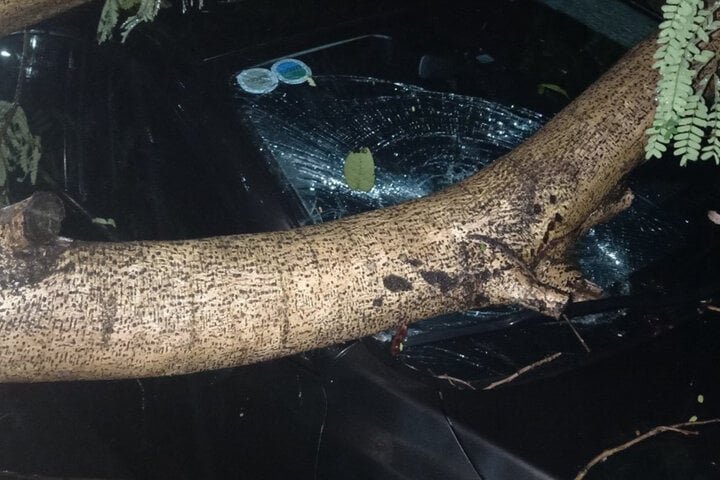 L'arbre tombé a brisé le pare-brise d'une voiture sur le bord de la route. (Photo : Ly Vu)