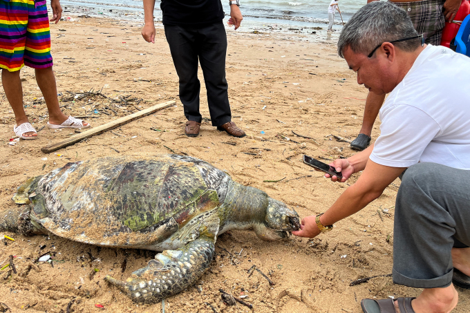 Officials took photos of the turtle's body. Photo: Truong Ha