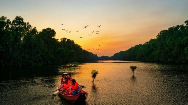 Bosque de cajuput verde y ondulante