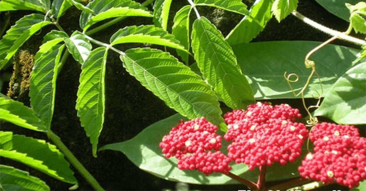 Crane's knee plant, a precious traditional medicine that cures many diseases