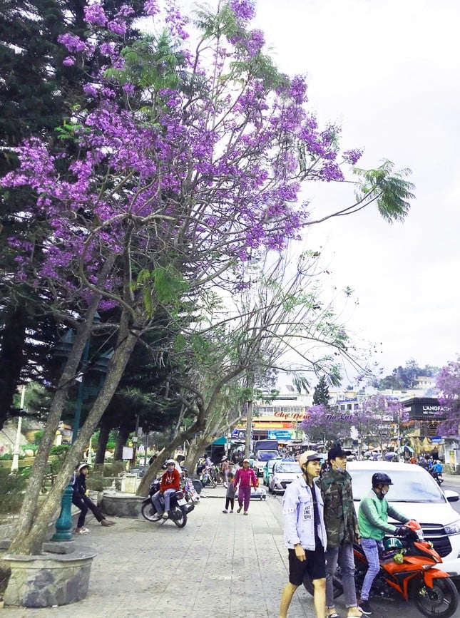 Die bezaubernde Schönheit der lila Phönixblumen in der Blumenstadt Da Lat, Foto 8