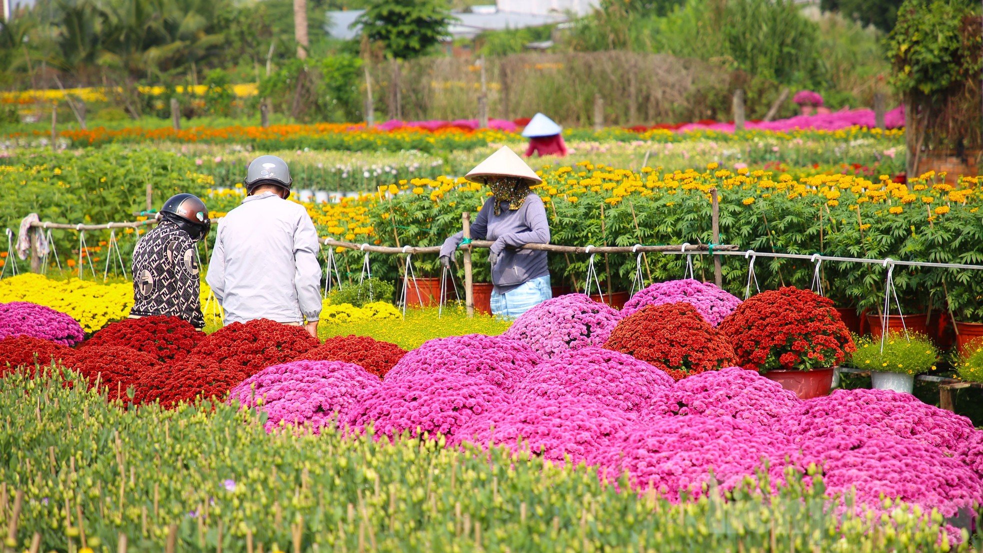 El centenario pueblo de flores de Can Tho es de una belleza brillante cerca de Tet, foto 1