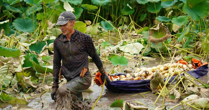 Un agricultor de Hai Phong abandonó la conducción de camiones y posee un estanque de lotos de más de 50.000 m2