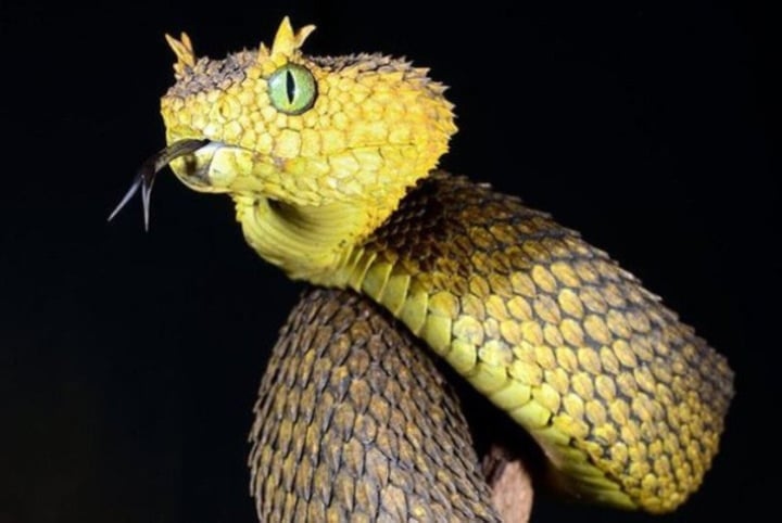 Strange pictures of the snake with the biggest eyes in the world - 2