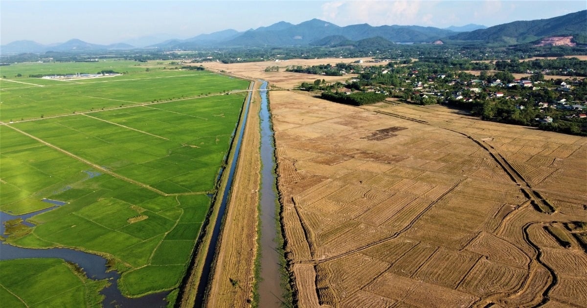 Separated by a canal, on this side the rice fields are green, on the other side the fields are dry.