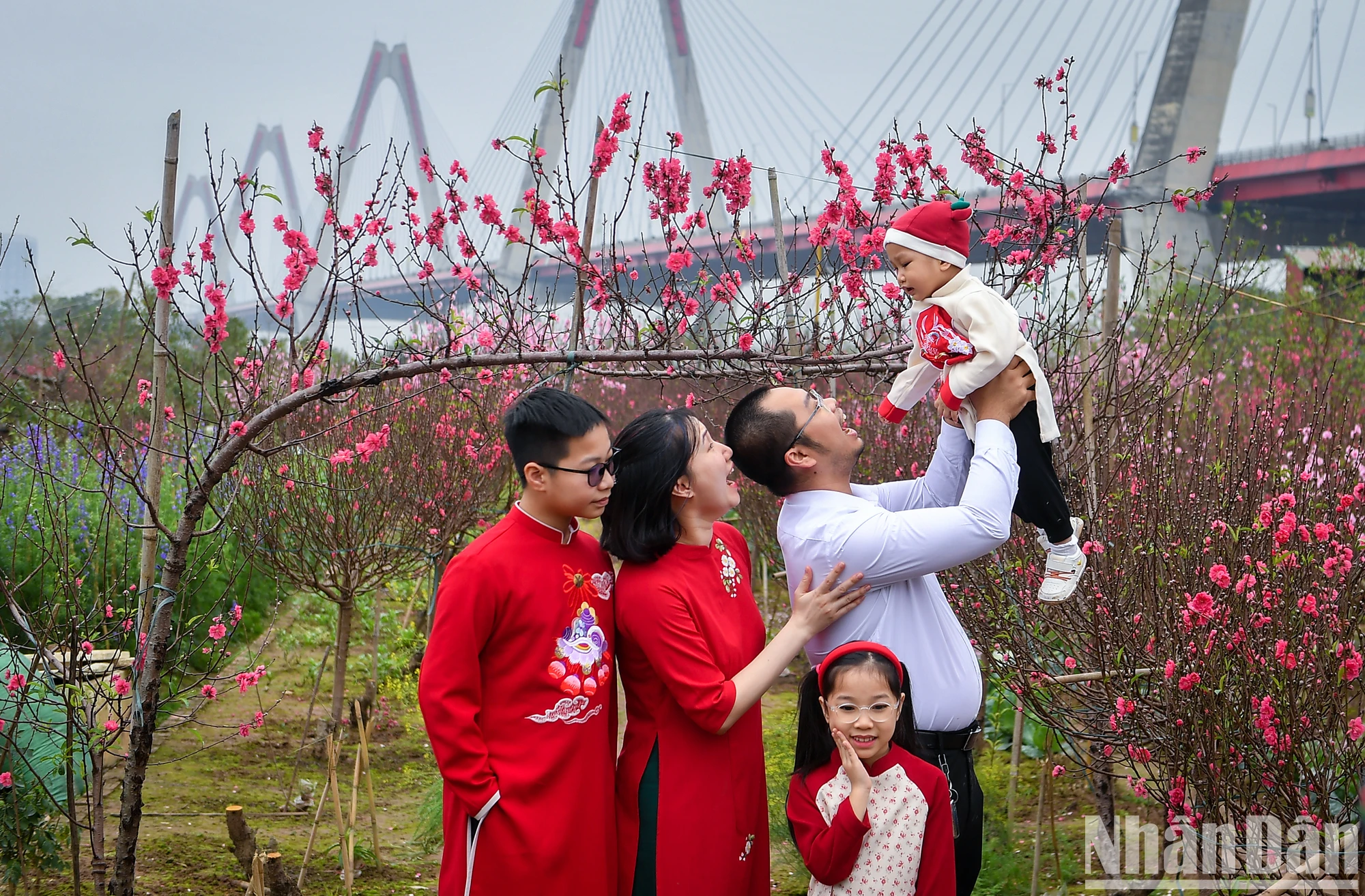 【写真】旧正月前夜に満開となったニャットタン・プートゥオン桃の花村 写真13