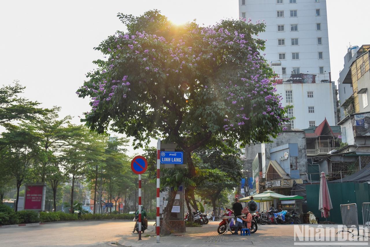 [Ảnh] Hoa bằng lăng bung nở rực rỡ trên đường phố Hà Nội ảnh 7