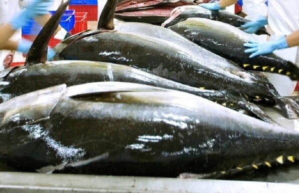 8月末までに、ベトナムのマグロ輸出量は同時期に比べて19％増加した。