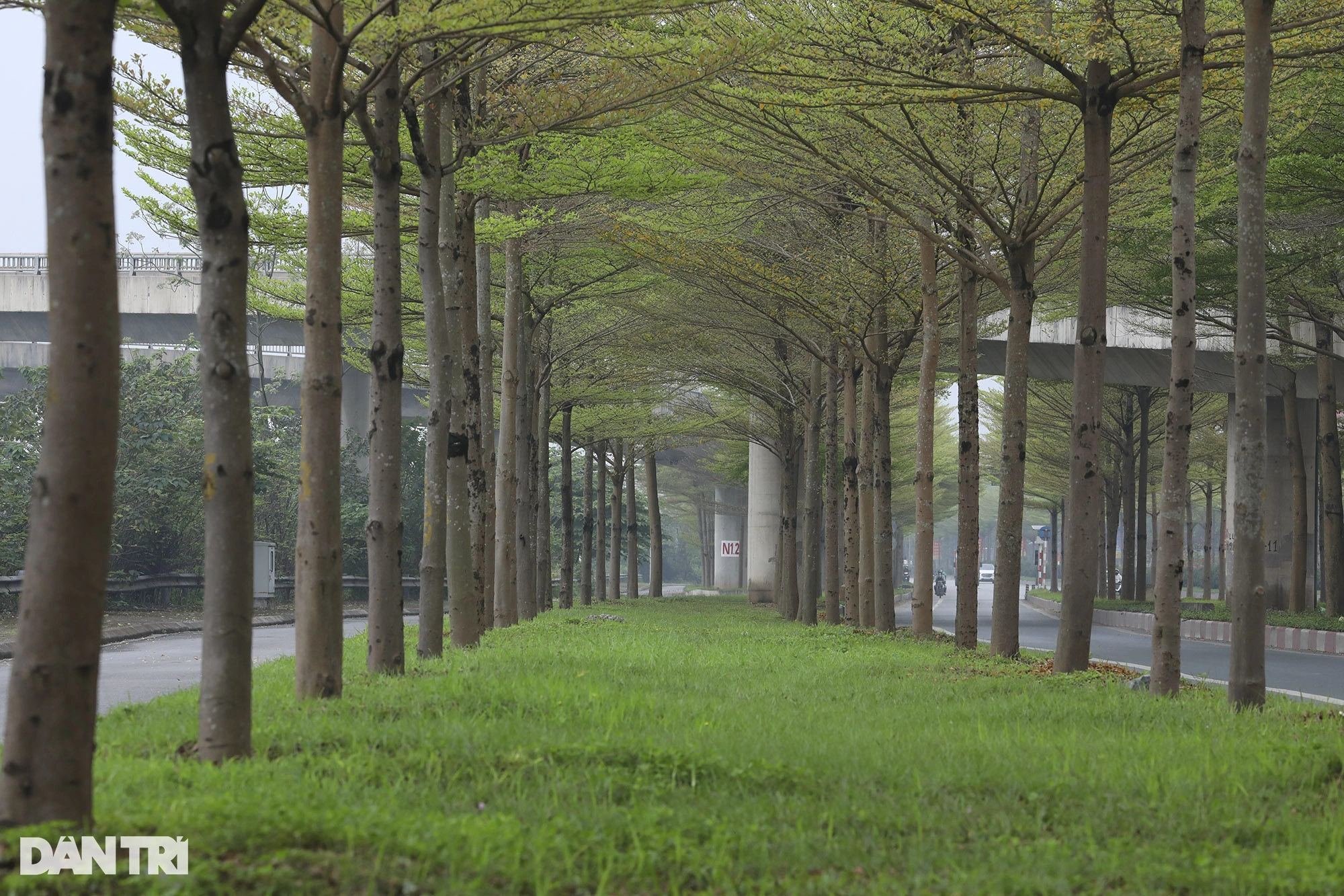 Überall in Hanoi sprießen kleine Banyan-Bäume mit grünen Knospen.