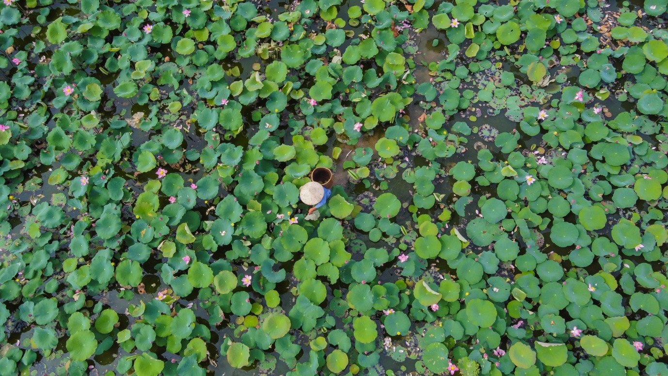 Brilliant lotus season in Tra Ly fields of Quang Nam - 12