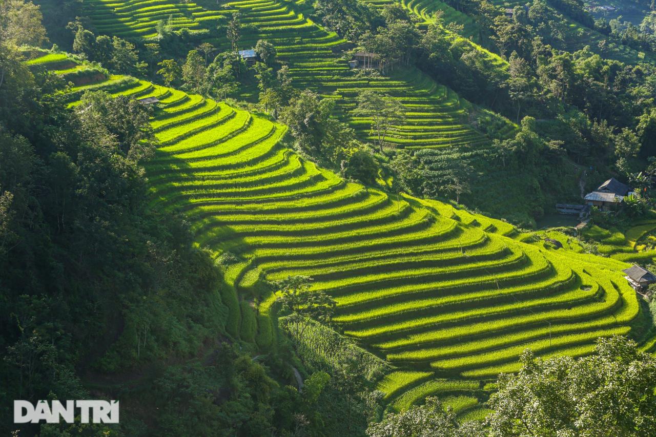 Ngắm mùa vàng bình yên ở Hoàng Su Phì, không lo tắc đường, chen chúc - 8