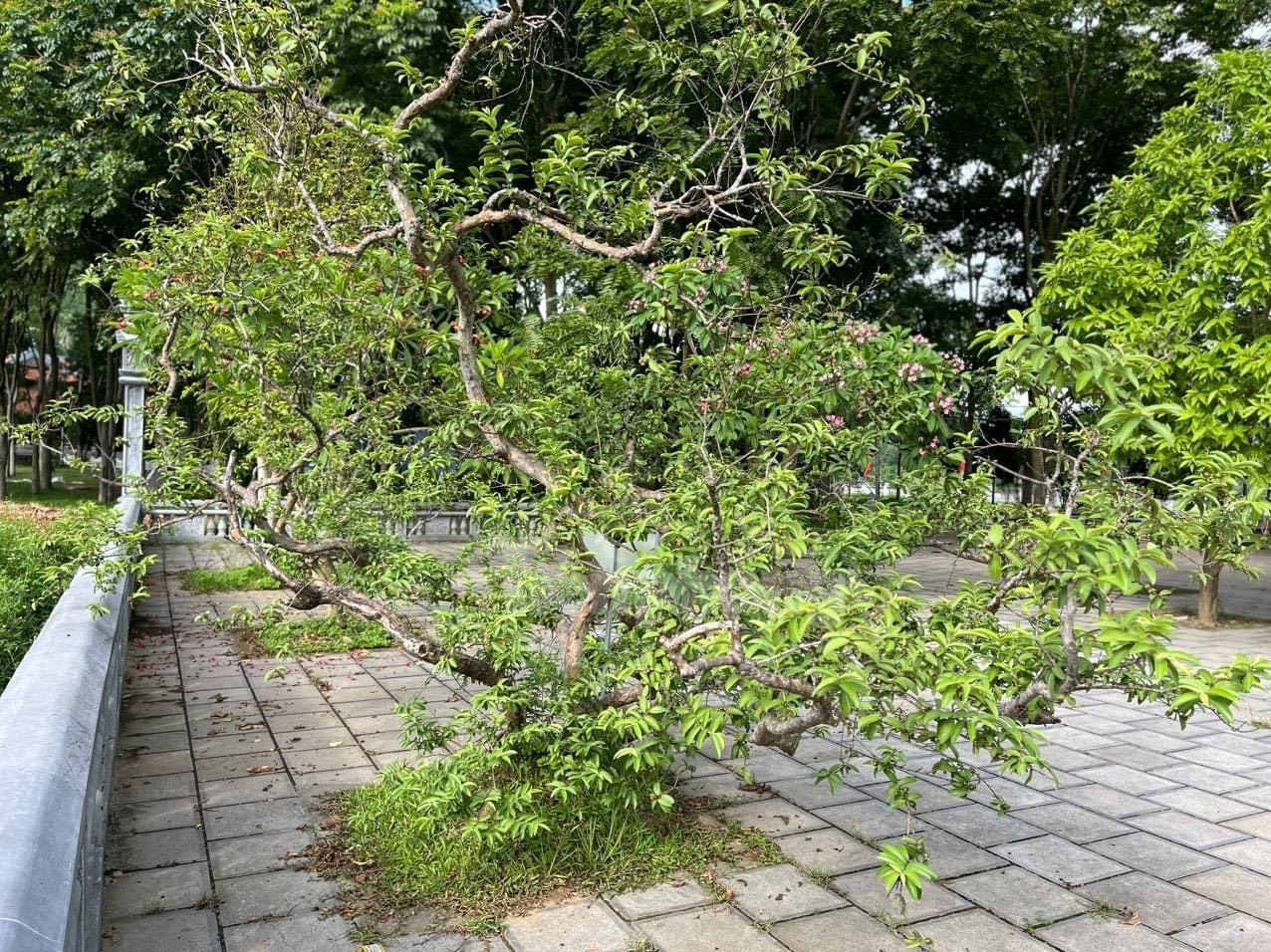 El árbol de guayaba 'sonriente' despierta curiosidad en Yen Bai foto 2